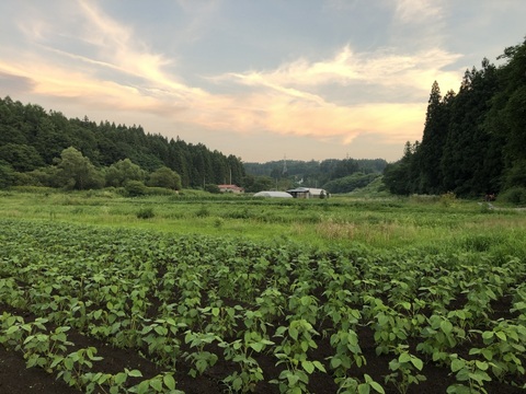 毛豆、それは青森県津軽地方在来の枝豆。