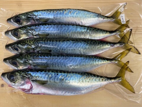 真空冷凍 鮮魚３種セット 小サバ キビレ 急速冷凍 小イシモチ 下処理済 千葉県産のその他魚 食べチョク 産地直送 産直 お取り寄せ通販 農家 漁師から旬の食材を直送