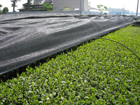 いちご紅茶　2g×8パック