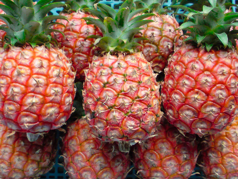 ミニピーチパイン2㎏4-6玉