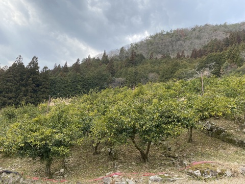 【お急ぎください！今週末最終収穫出荷予定！】
【清流育ち】青柚子(1kg 10個前後から/2025.10出荷予定）柚子胡椒、柚子シロップに最適！