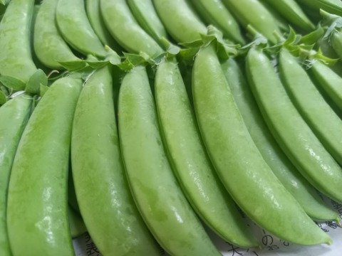 自然の甘みたっぷり！『スナップえんどう』(500g)