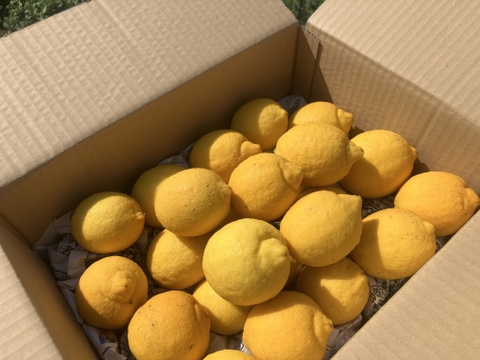【夏ギフト】暑い季節をレモンで元気に！リスボンA品　３キロ