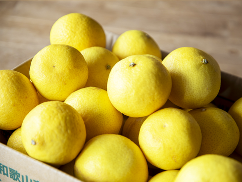 【先着10名様限定！】伊藤農園認定 農家さんの木成り 完熟 黄金柑 訳あり品 2.5kg【5月上旬より発送予定】354-2h