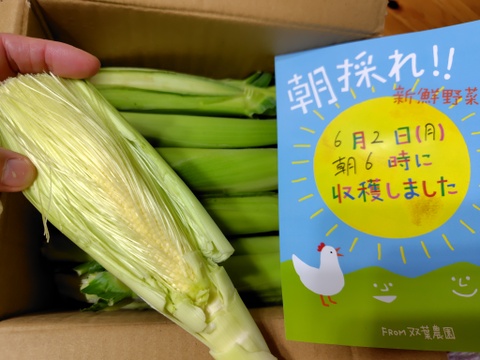 予約増量 ♪】“関東限定“朝どれ当日便 え？？缶詰とは大違い