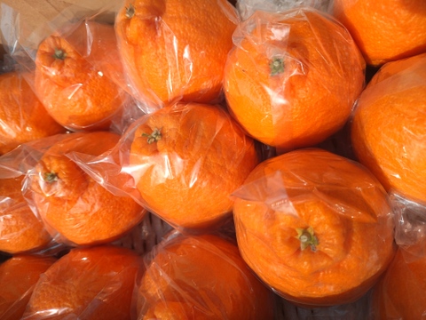 ハウス栽培！「不知火」
～家庭用個包装3㌔～　　　合計12個前後