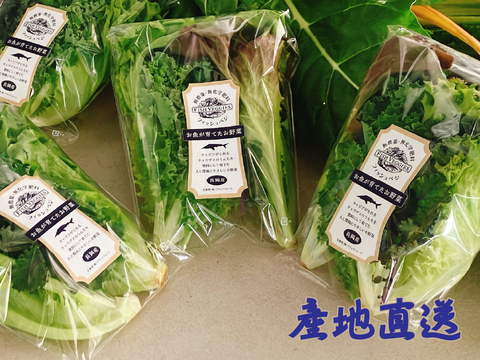 新鮮！採れたて！農薬・化学肥料不使用！ケールとレタスの定期便 6個セット