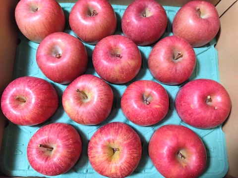 【販売開始！人気商品】青森県産りんご「サンふじ」家庭用 キズ有 約5kg【美味・光センサー選果済】