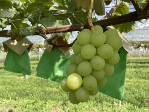 【農薬節約栽培】訳ありシャインマスカット(種なし) １キロ箱　山梨県産