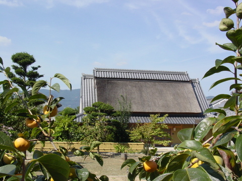 旬の富有柿そのまんま　フローズン柿～まるごと～