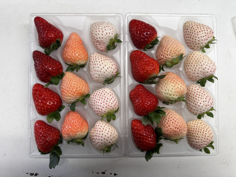 3色いちご・特選セット　250g×２P