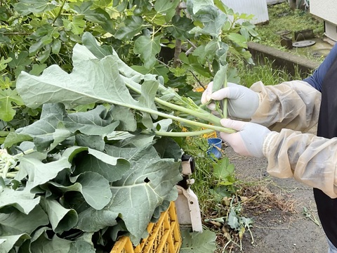 12月発【予約増量】箱いっぱいつめます！ 簡単調理　茎ブロッコリー（2600g→2700g） 　 from 名水の里　神奈川県秦野市