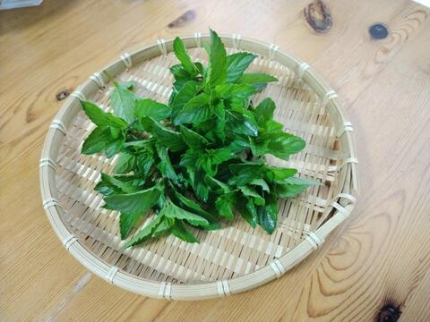 ｢食卓の名脇役！ハーブ/ちょっと変わった野菜がいろいろ試せるミニセット｣