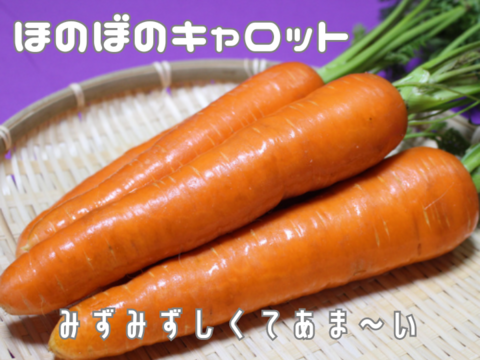 穫れたて直送🥕食べやすくて あま～い「ほのぼのキャロット」人参４．５㎏