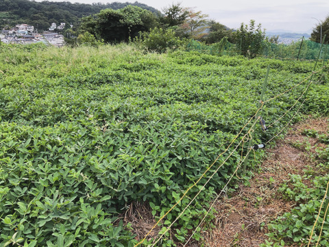 【今が旬♫】落花生　“おおまさり” 1500g from 名水の里　秦野