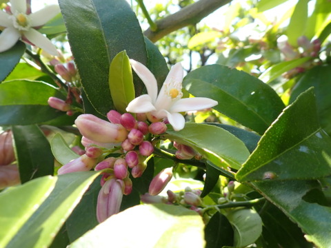 もぎたて レモン 約1.5㎏