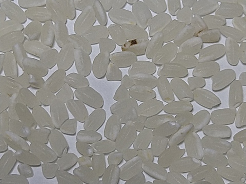 自然栽培　草との闘いに勝ち抜いた令和７年産あきたこまち新米９kg　人と土にやさしい栽培方法　農薬も除草剤も不使用　肥料不使用でゆっくり成長したから、小粒でも土の中の様々な栄養を吸収していると思います