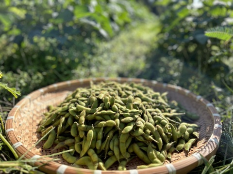 【期間限定】甘い！自然栽培枝豆『音更大袖振大豆』（500g×2p）