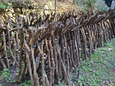 現役宮司が栽培　自然への感謝を込めた原木乾燥しいたけ　　（原形 60g x 4）お徳用
