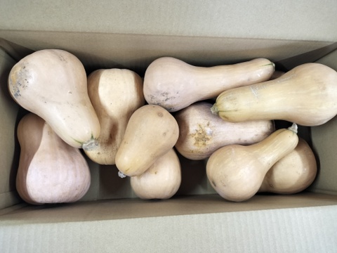 熟成★バターナッツかぼちゃ　9ｋｇ