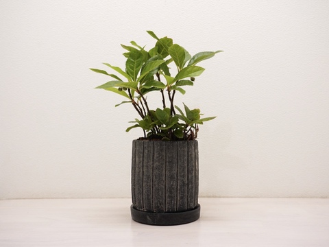 ミニ盆栽【ヤブコウジ × 黒縦陶器】高さ27cm×横18cm（夜市限定）