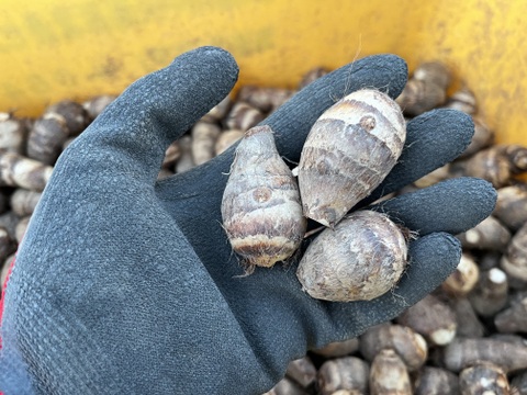 ほくほく海老芋／孫（きぬかつぎ用）【静岡県磐田市産】1kgセット