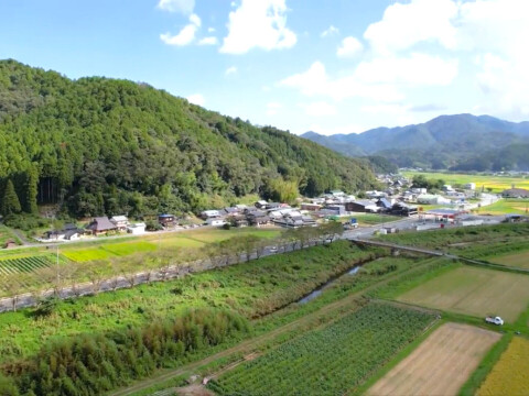 【先行予約スタート】 丹波篠山 黒枝豆 枝豆 丹波 黒豆 600g × 3 丹波篠山産 2024年 丹波 枝豆 もっちり 黒大豆 大粒 波部黒 丹波黒 高級 1800g 黒大豆枝豆 枝なし さや