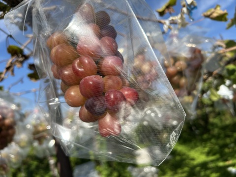 【冬ぶどう希少数量限定】赤い宝石のよう！マイハート４房🍇約2kg 三田農園 贅沢な果実シリーズ