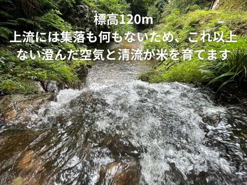 鳥取の清流育ち　令和7年産新米【星空舞】5kg｜冷蔵保存で鮮度抜群！