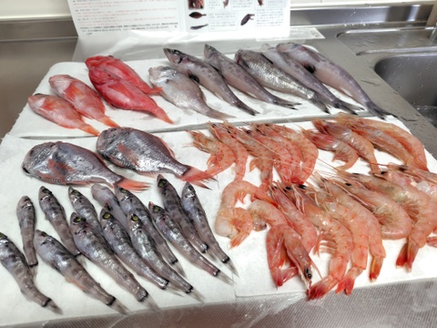 【冬ギフト】早割！【魚ガチャ】欲張って2袋！何が入っているかわからない［未利用魚］おかず