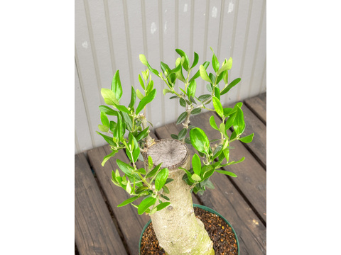 オリーブ 鉢植え シンボルツリー オリーブ盆栽：愛知県産の
