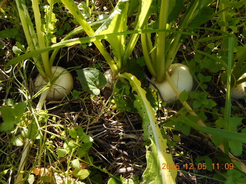 6名限定：自然農栽培で育てた奈良の冬野菜