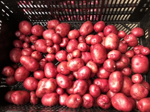 新春掘り『グランドペチカ1.5kgとアンデスレッド1.5kg』MS〜Lサイズ