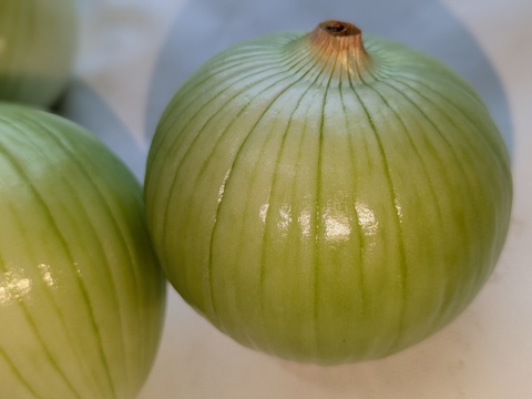 【玄海丸】皮むき白玉ねぎ　福岡産　1.9kg