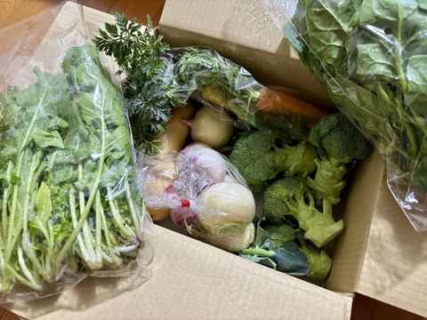 【お試し！】旬野菜！すずなり採れたて野菜セット( 簡単レシピ付き )