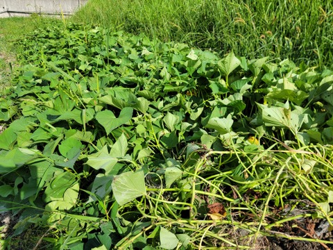 麦芽で育ったホクホクさつま芋『金時』中サイズ約1キロ熟成済み
