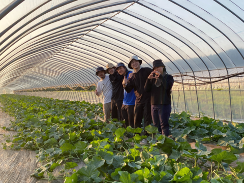 【訳あり】北海道夕張産［ツナガルメロン］（4～6玉 ）｜みんなで味わう、5つの物語の詰め合わせセット