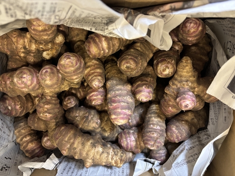 土付きお得な紫菊芋6.0kg