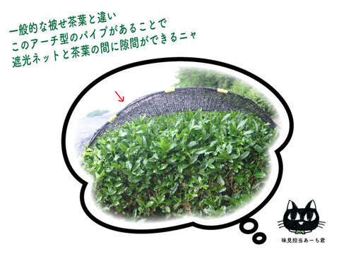 【おすすめ品】高級猿島茶／2.5gｘ15ティーバッグ お茶 緑茶 深むし茶 猿島茶 本格的 ブラックアーチ農法 日本茶インストラクター