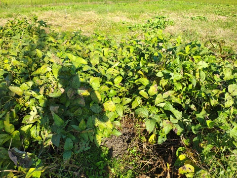 自然栽培 黒豆枝豆 朝採れたて １ｋｇたっぷり 京丹波産 送料メール便代350円