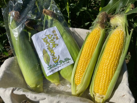 【樋沢ブランド／限定2,000本／平均糖度20】とうもろこし ゴールドラッシュ・10本セット