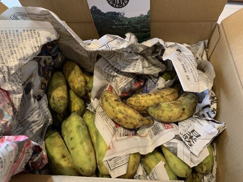 芳醇な甘さに もっちり食感が新感覚‼️有機アップルバナナ(3kg)