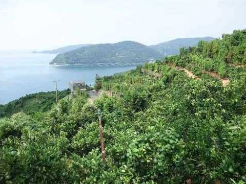 【冬ギフト】とろける・プル甘！ひめまる愛果まどんな（贈答用約3Kg）