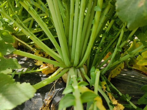 ✨朝採れ葉付き！旬の時なし大根 約2kg｜みずみずしい春の恵み｜葉まで楽しめる｜農薬・化成肥料不使用✨