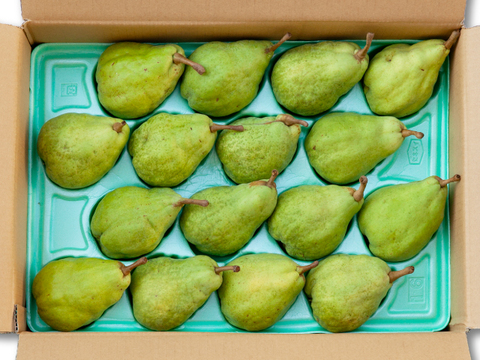 信州産　ル・レクチェ　ルレクチェ　約5kg（10～20玉）　洋ナシ　西洋なし