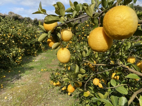 まぼろしの柑橘   『レモネード』　2kg   数量限定