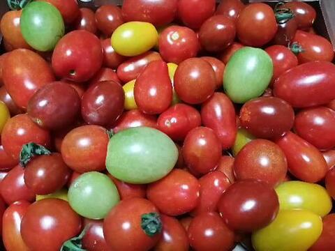 ソバージュ栽培って何 露地栽培のカラフルミニトマト約1 8kg 岡山県産 食べチョク 農家 漁師の産直ネット通販 旬の食材を生産者直送