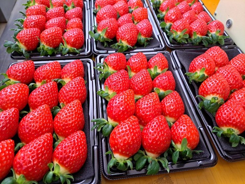 埼玉いちご「べにたま」270ｇ×2ｐ