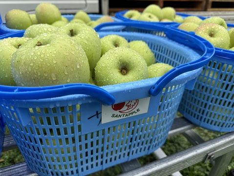 青森県産　黄王(きおう)　贈答用　約3キロ　和梨の様なシャキシャキ食感の、軽やかな甘さの夏りんご