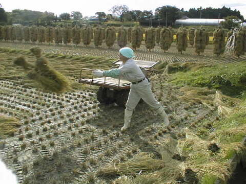 有機栽培ひとめぼれ玄米１０ｋｇ